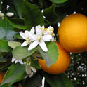 Экстракт цветков апельсина