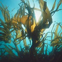 Экстракт морских водорослей